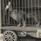 CHARLES CHAPLIN: SIRKUS